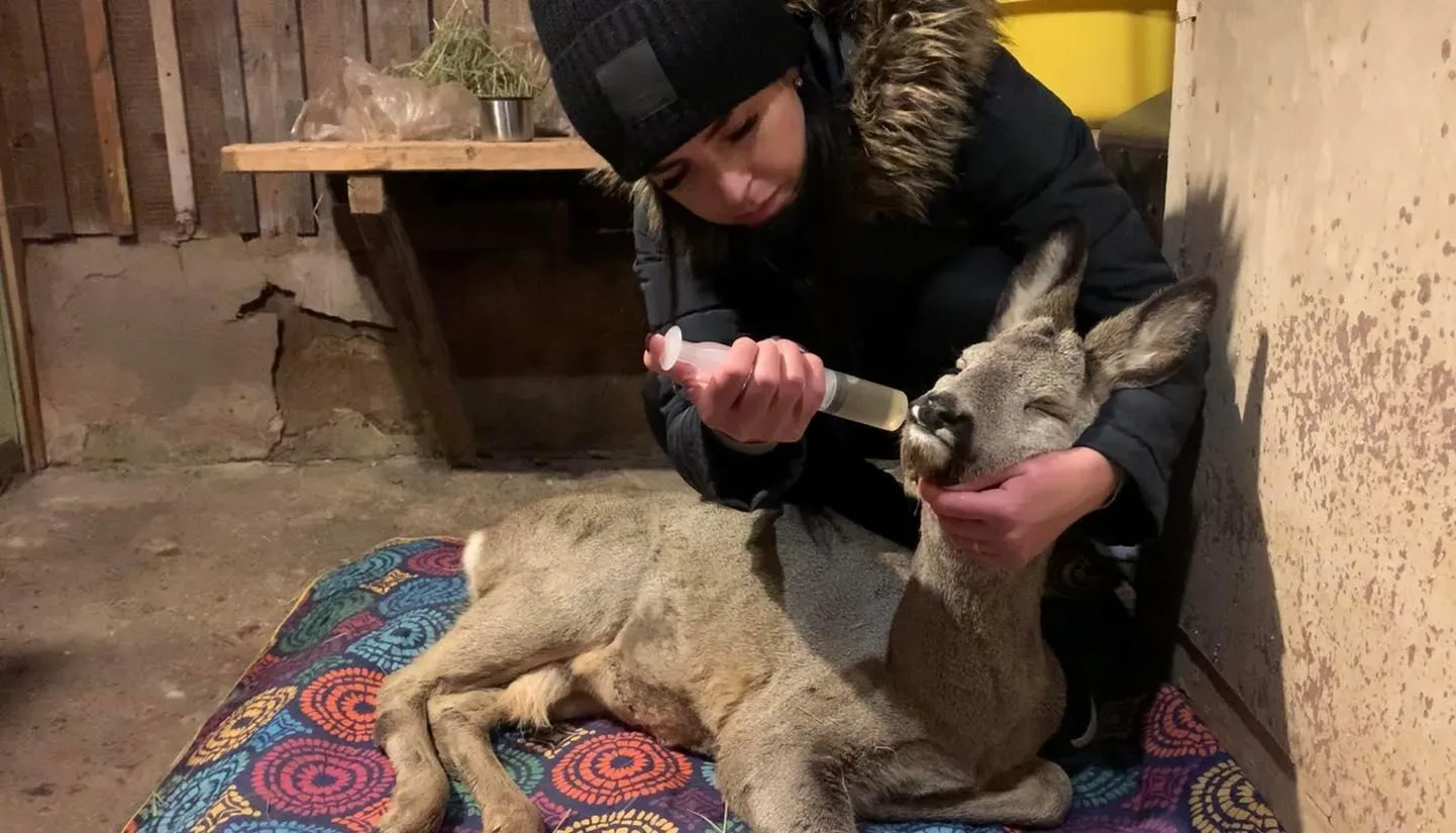 Eesti metsloomaühingu vabatahtlikud aitavad metskitsi turgutada männikoorejoogi, värskete võrsete ja kuiva heinaga.
