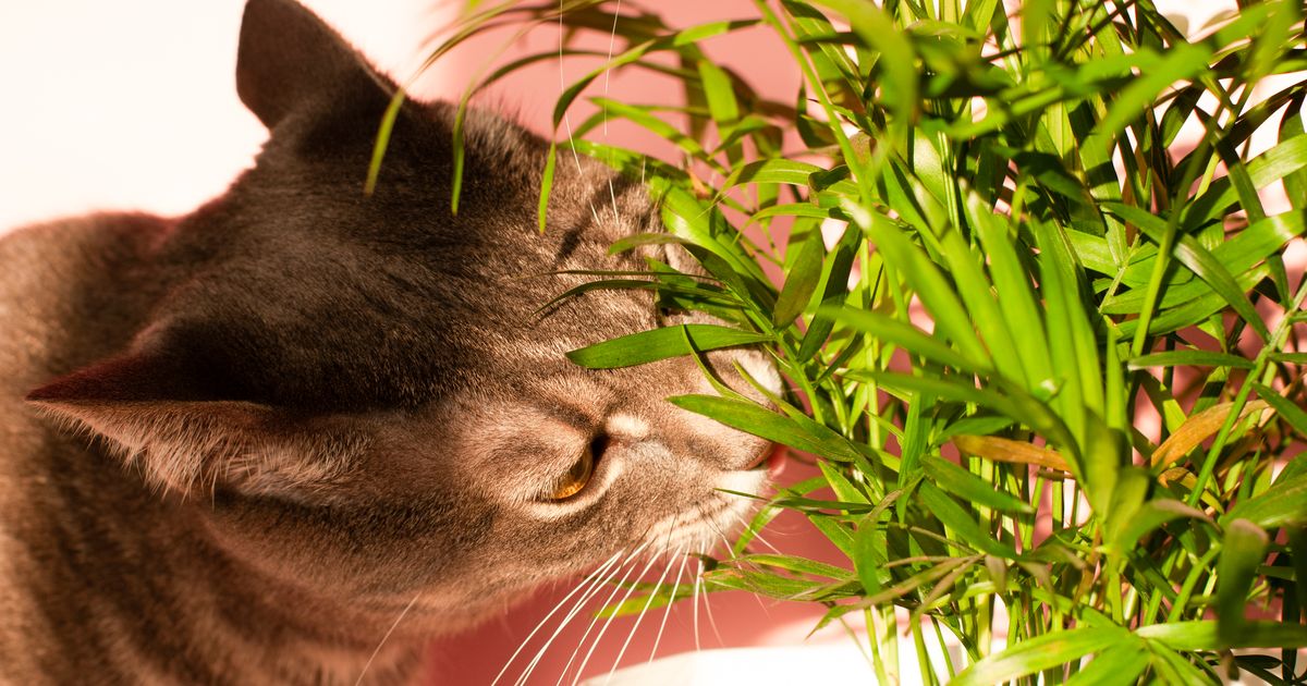 БУДЬТЕ ВНИМАТЕЛЬНЫ! ⟩ ТОП-10 очень опасных растений для кошек