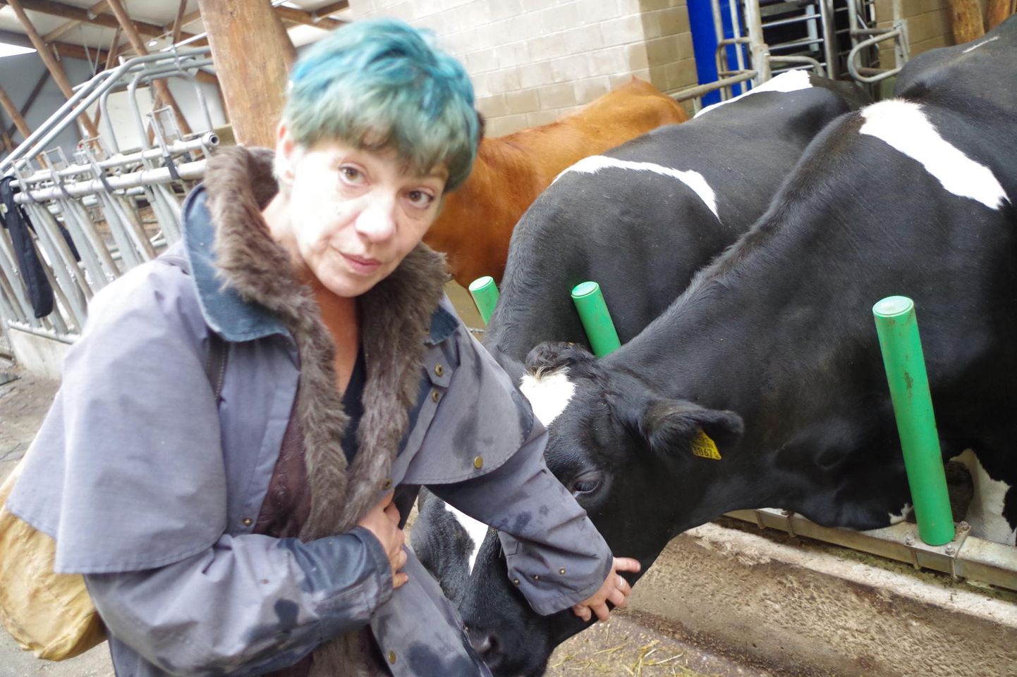 Kirjanik Kati Saara Vatmann lausa jumaldab lehmi.