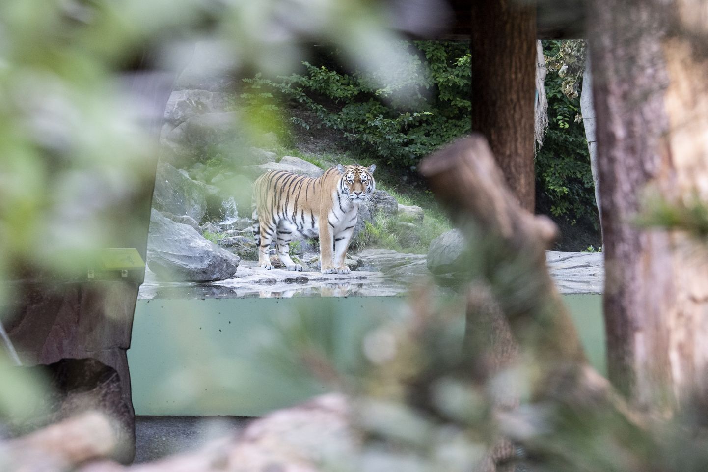Самец тигра в зоопарке Цюриха