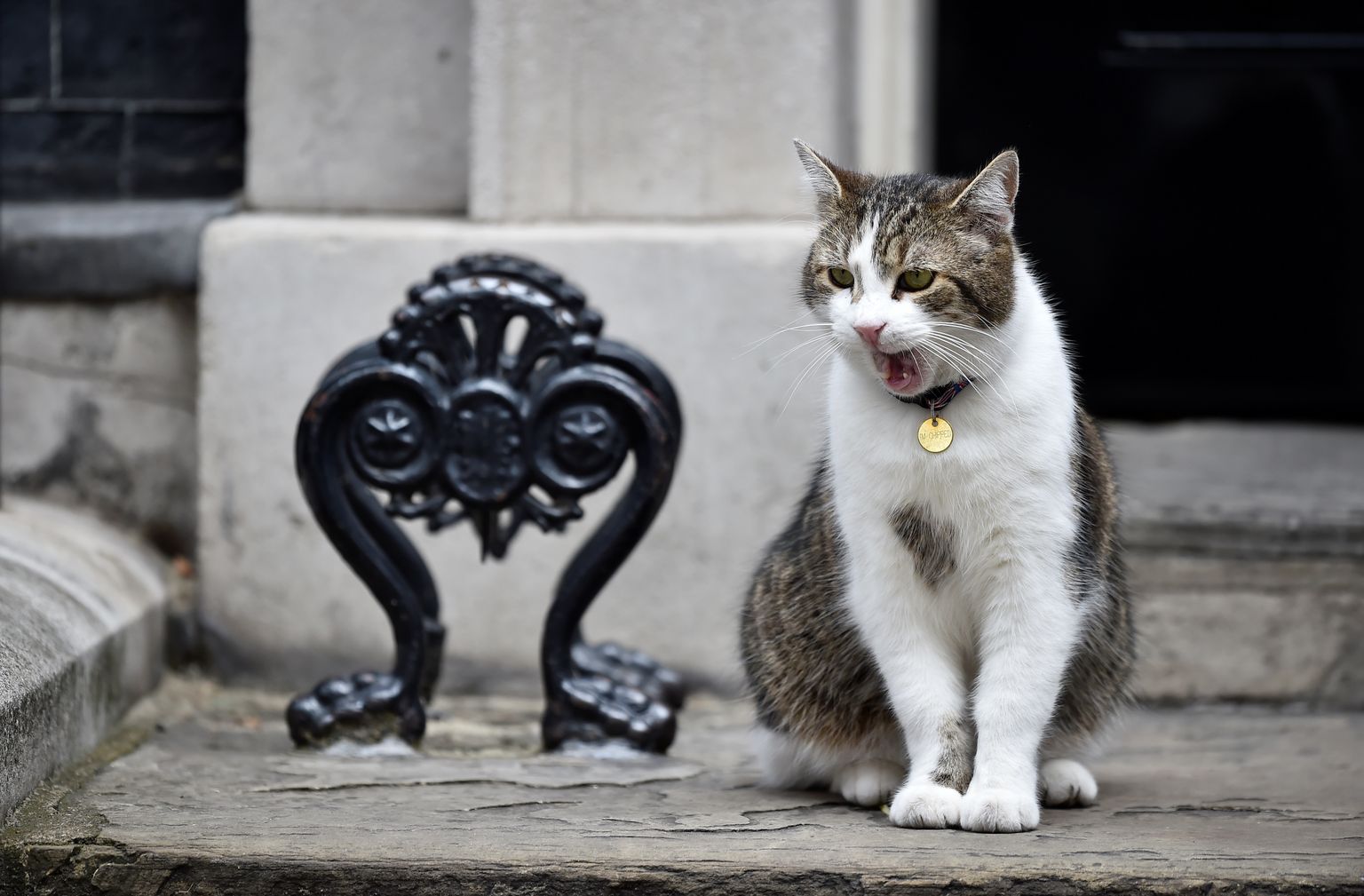 Знаменитый кот Ларри проживает в резиденции премьер-министра Великобритании в Лондоне, по адресу Даунинг-стрит, 10.