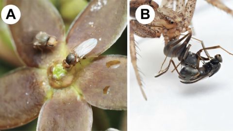 Jaapanist leiti taimed, kes matkivad sipelgaks olemist – no milleks veel see`