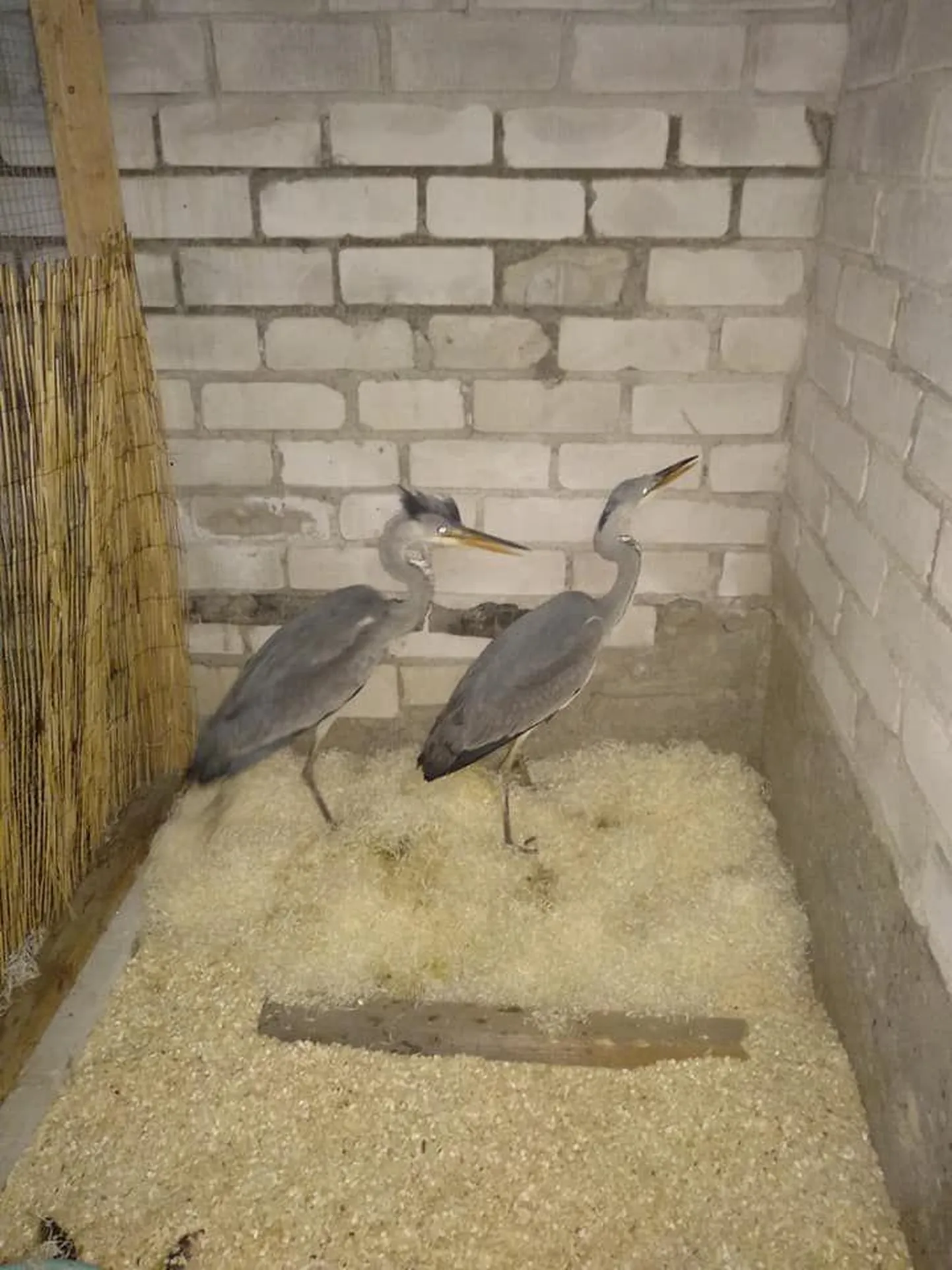 Pärast seda, kui haigrupaar on jala ümber rõnga saanud, võivad nad loodusse naasta.