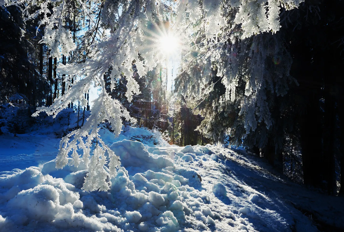 Artikli foto