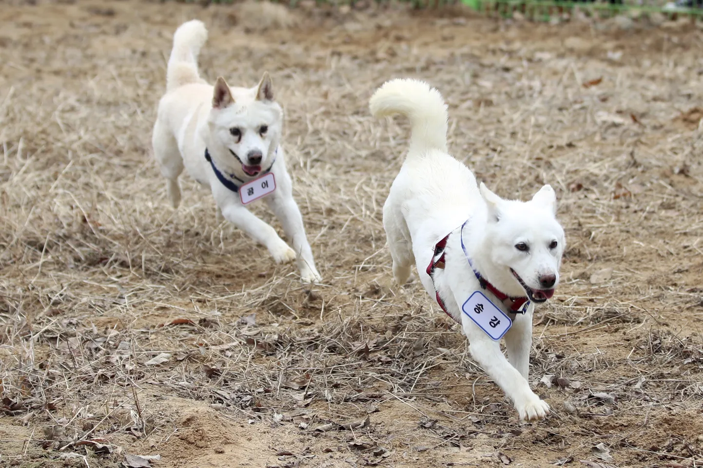 Gomi (vasakul) ja Songgang Lõuna-Korea Gwangju loomaias 12. detsembril 2022. Need kaks koera kinkis 2018 Lõuna-Koreas siis presidendiametis olnud Moon Jae-inile Põhja-Korea liider Kim Jong-un