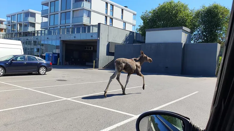 Põder Viimsi Coopi parklas.