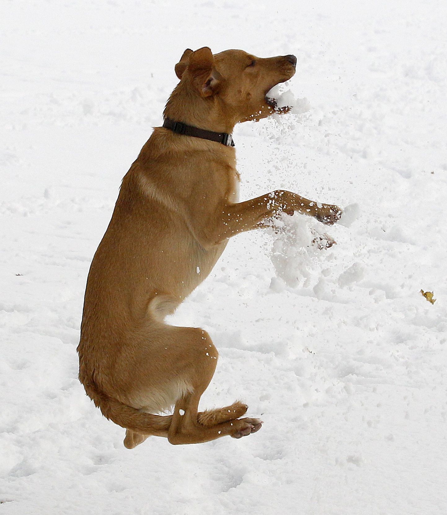 Šoti koer lund nautimas
