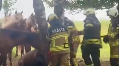 VIDEO ⟩ Raekülas jäi suksu kahe puu vahele kinni