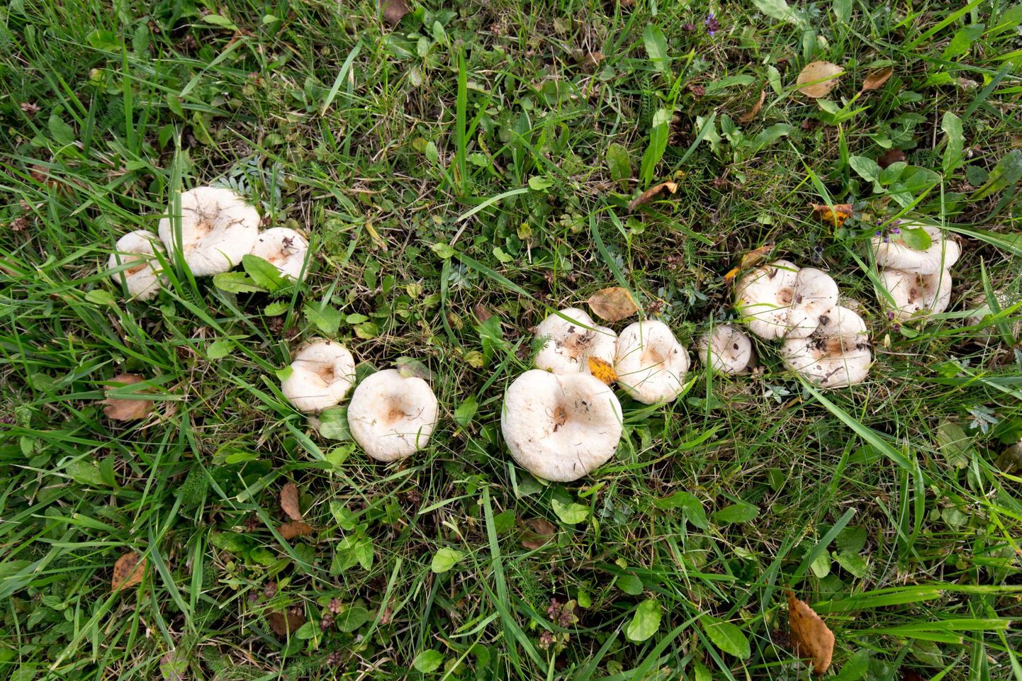 Terviseamet soovitab korjajatel tundmatud seened metsa jätta.