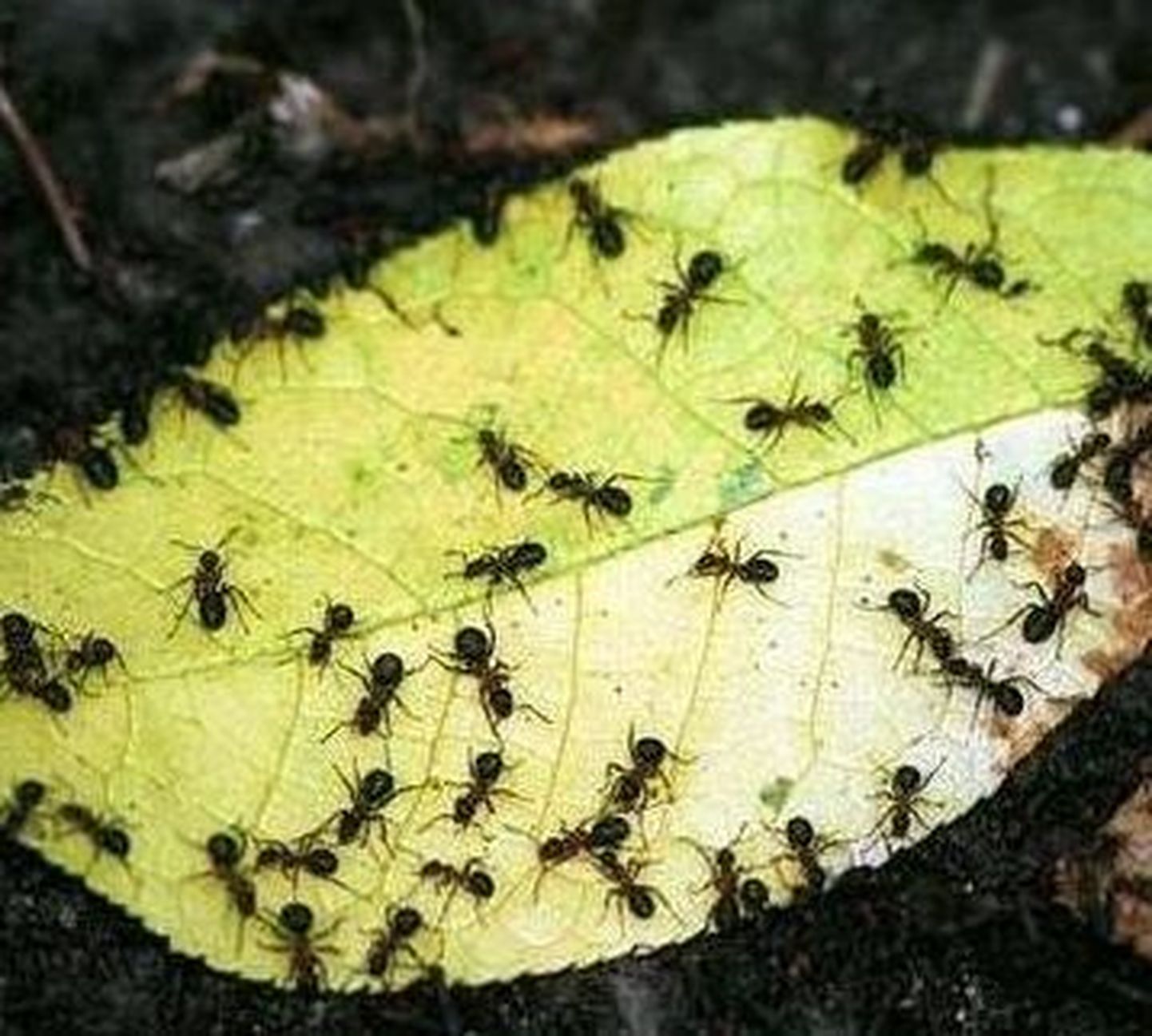 Amazonase sipelgad paljunevad kloonimise teel