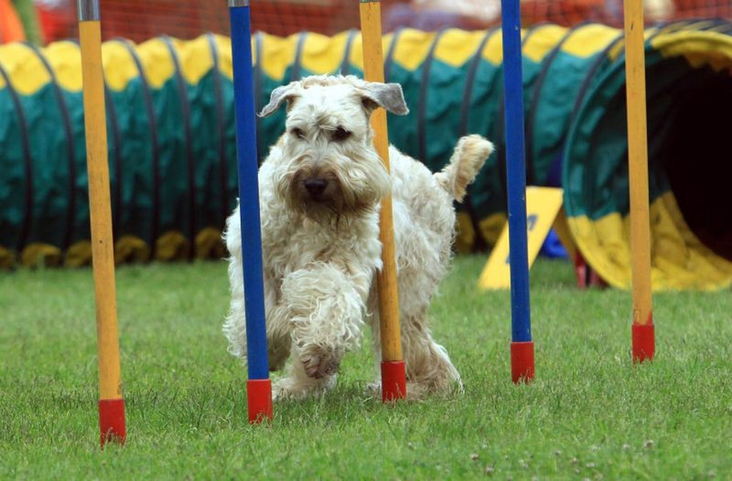 Laupäeval toimuvad Viljandis Jakobsoni kooli staadionil koerad agility meistrivõistlused.