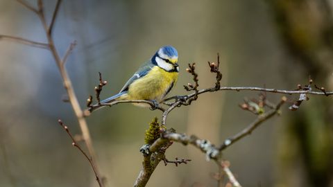 Aprīļa pirmajā dienā gaiss Latvijā iesils līdz +13 grādiem