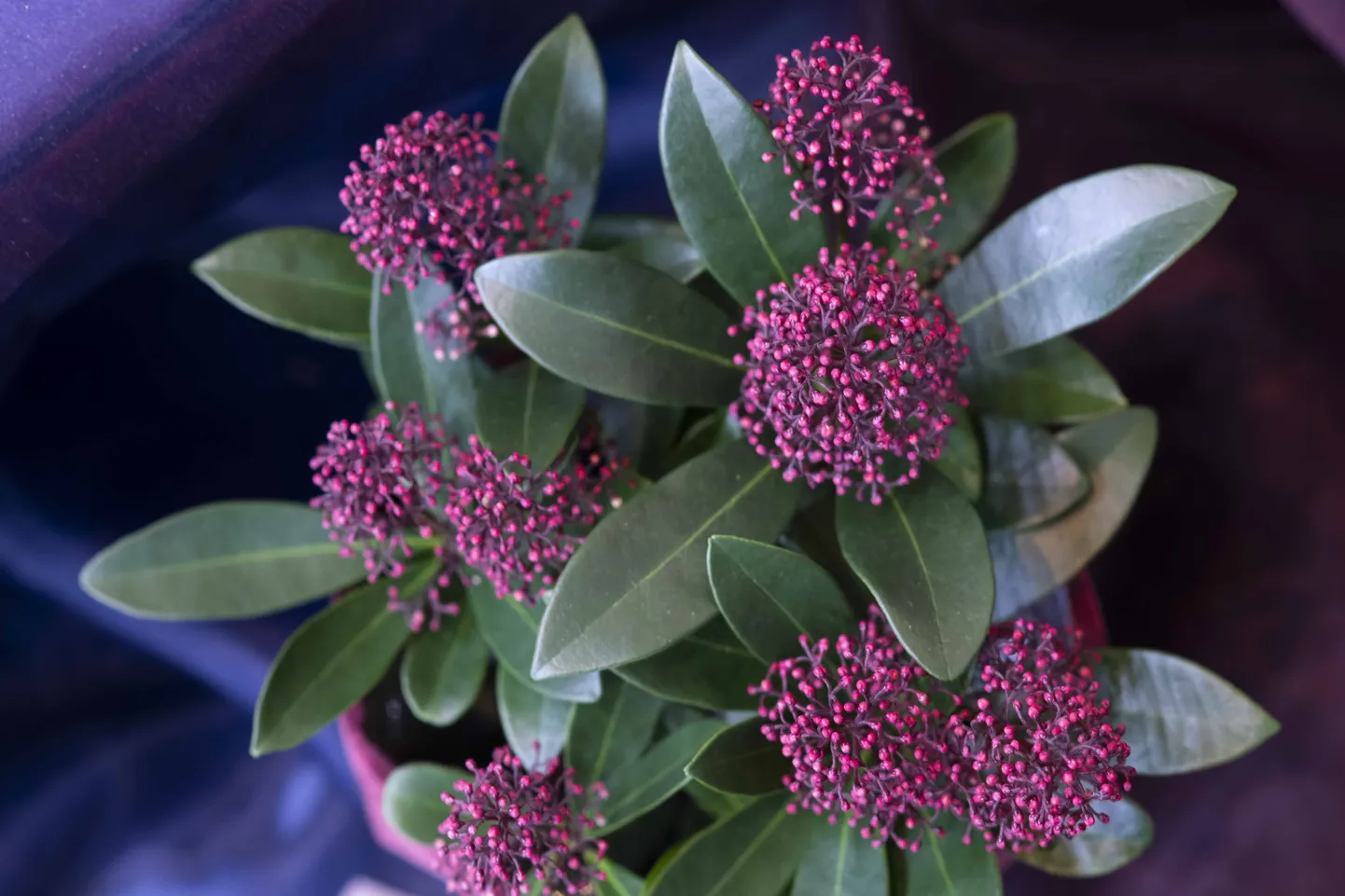 Jaapani skimmia 'Rubella'.