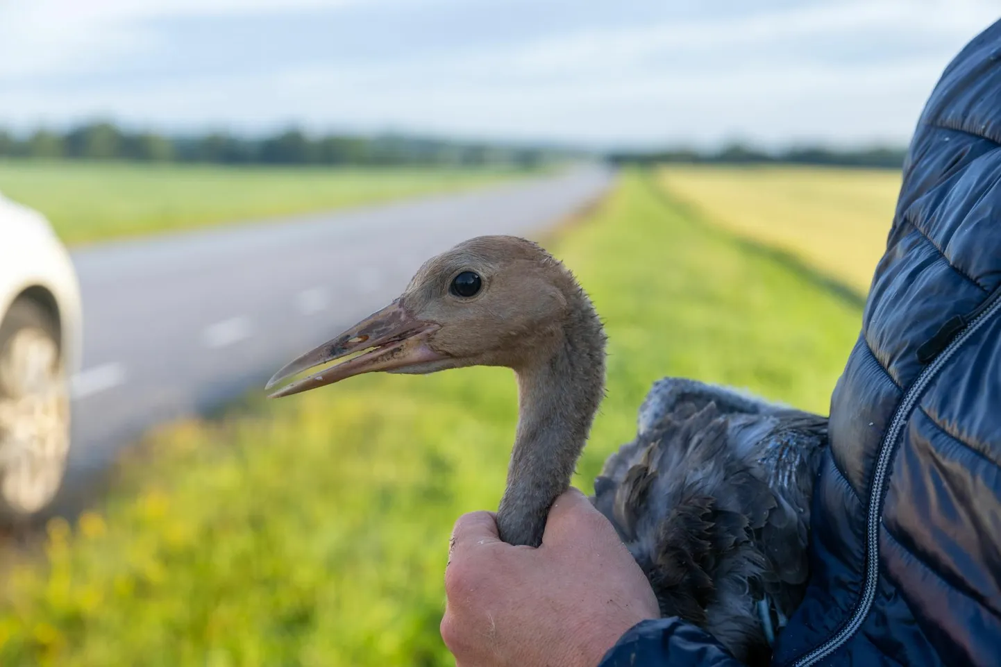 Sookured rõngastati Kadrina vallas Jõeperes juuli alguses.