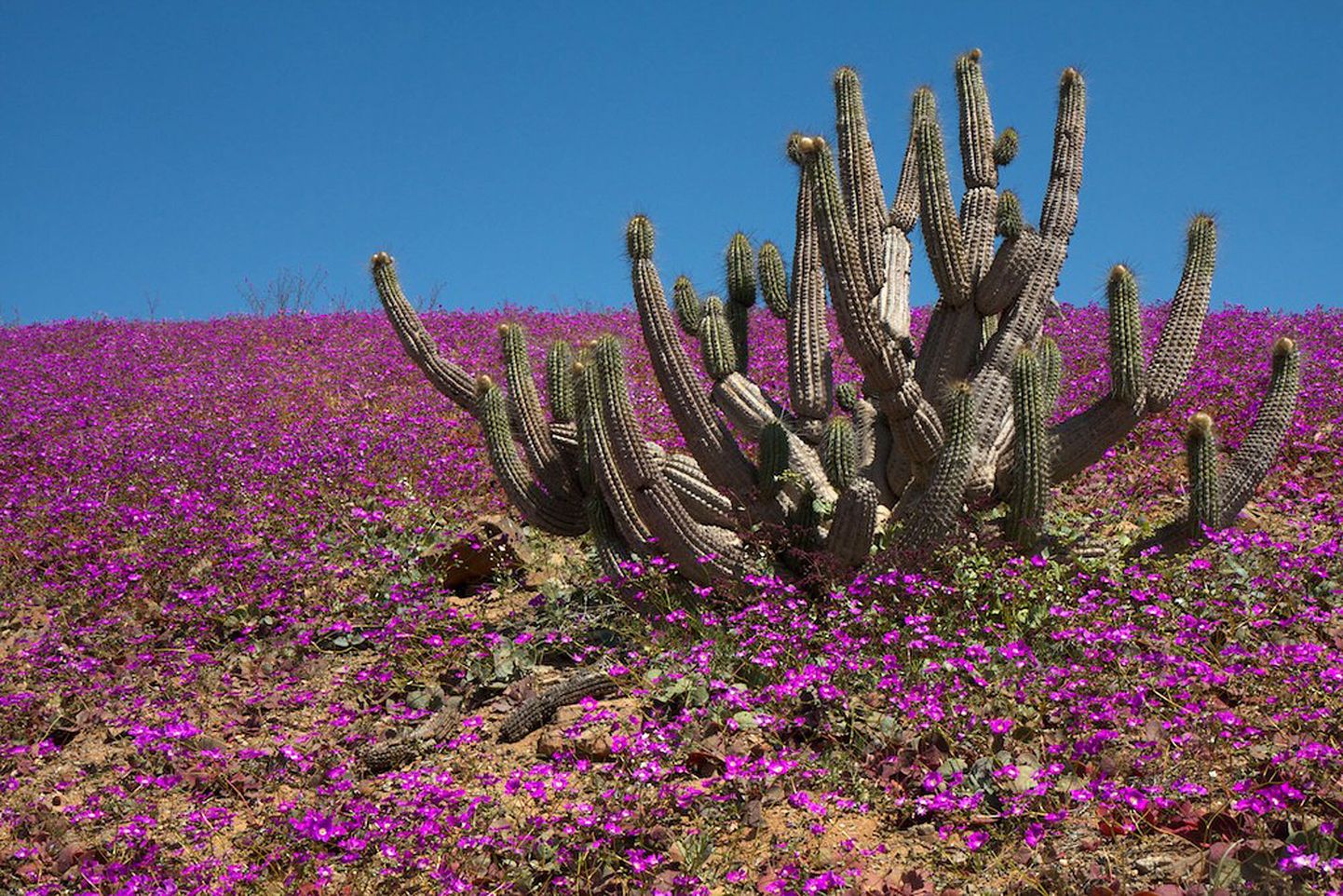 Õitemeri Tšiilis Llanos de Challes' rahvuspargis Atacama kõrbe servas.