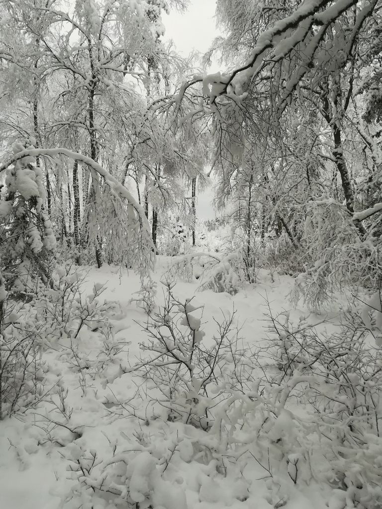 Lumine mets Kuusalus.