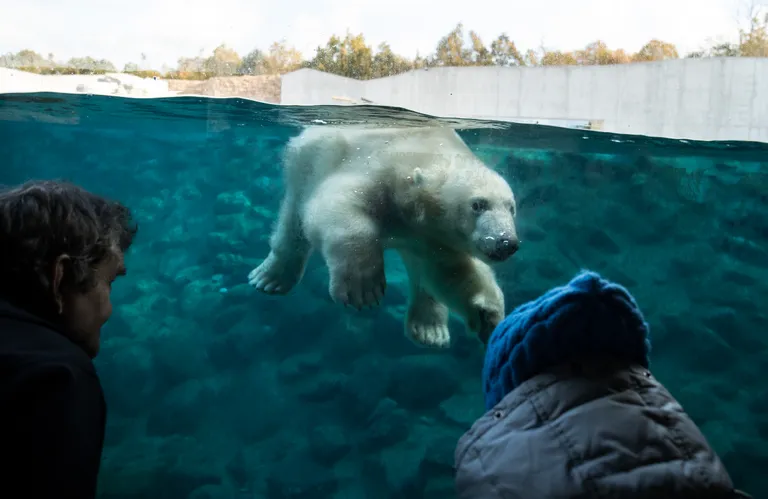 Jääkaru Aron ujumas