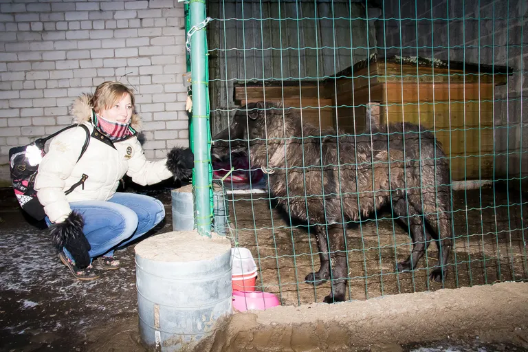 Loomasõbrad mäletavad ehk Kuressaare ketikoera Matit, kes magas püstijalu vihma- ja lumesajus, kuna kuuti ta ei mahtunud.