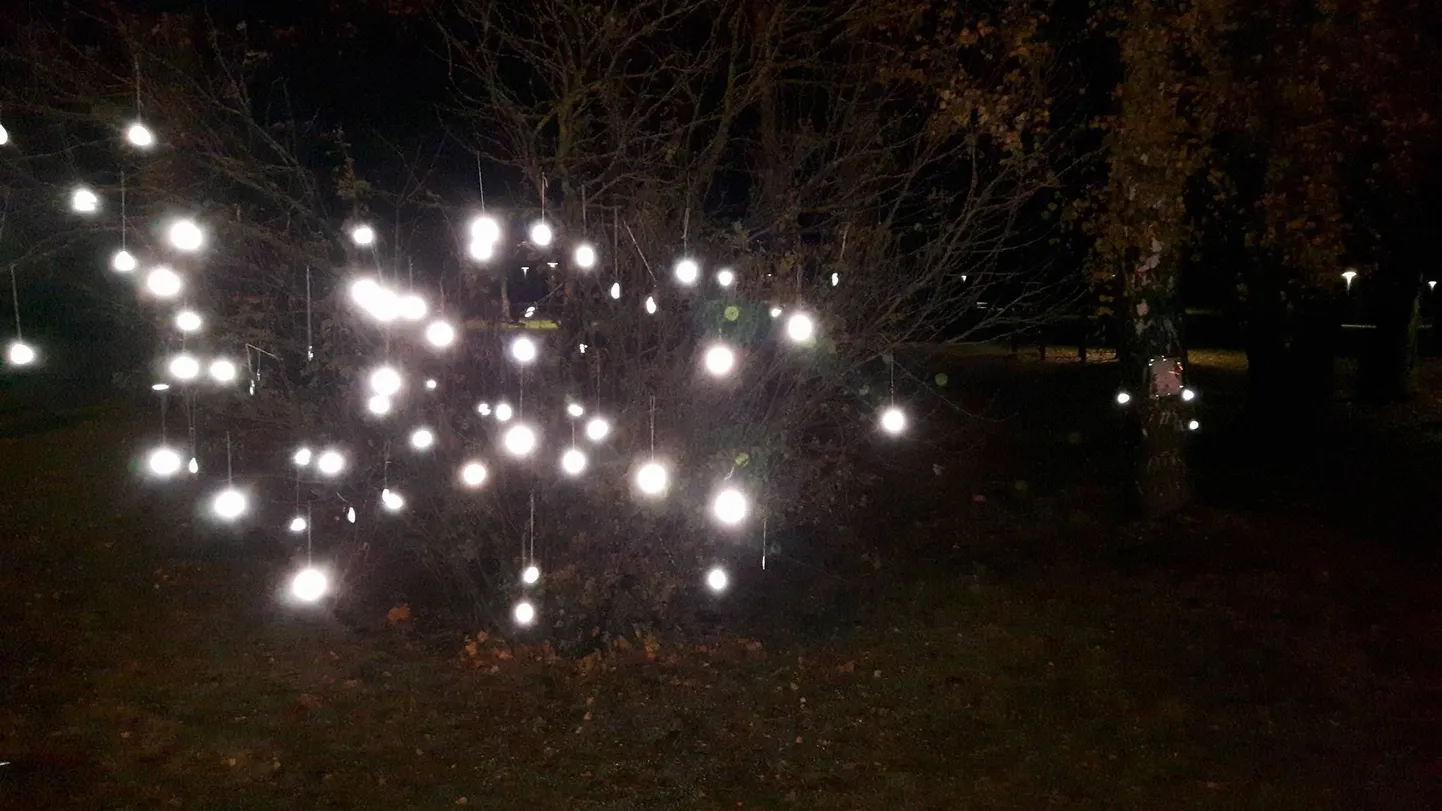 Helkuripuu Tõrvas.