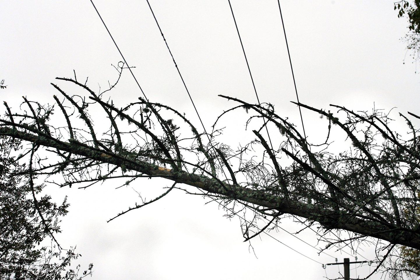 Elektrijuhtmetele langenud puu. Pilt on illustratiivne.