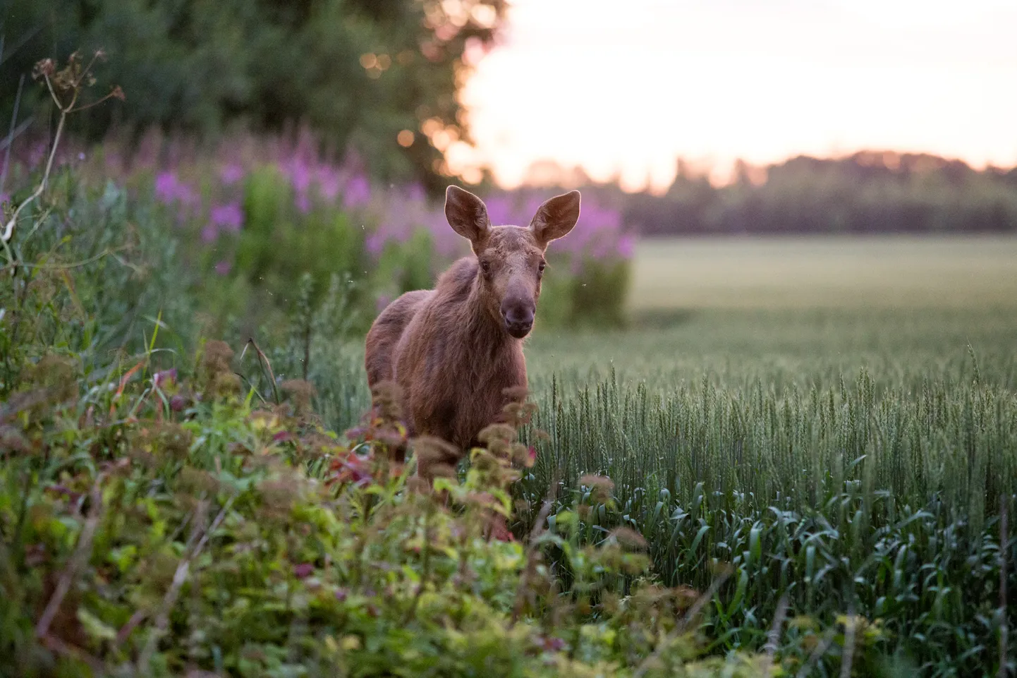 Põdravasikas. Foto on illustratiivne.