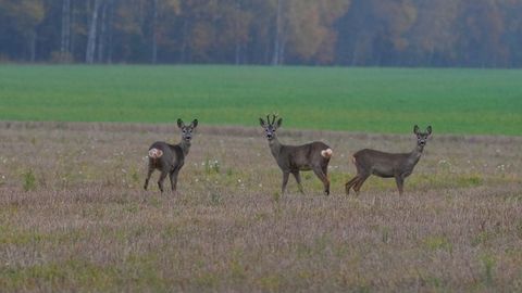Iespējamā nelikumīgu medību lietā iesaistīts Ventspils novada domes Medību komisijas loceklis