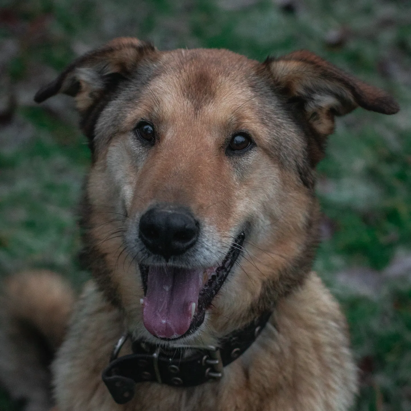 Bruno