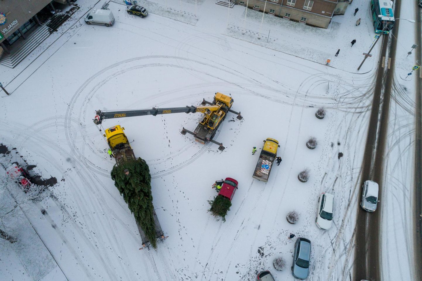 Juba novembri hakul Vabaduse platsil püsti pandud jõulupuu oli tänavu traditsioonilise kuuse asemel Siberi Nulg. Fotol nulu püstitamise moment.