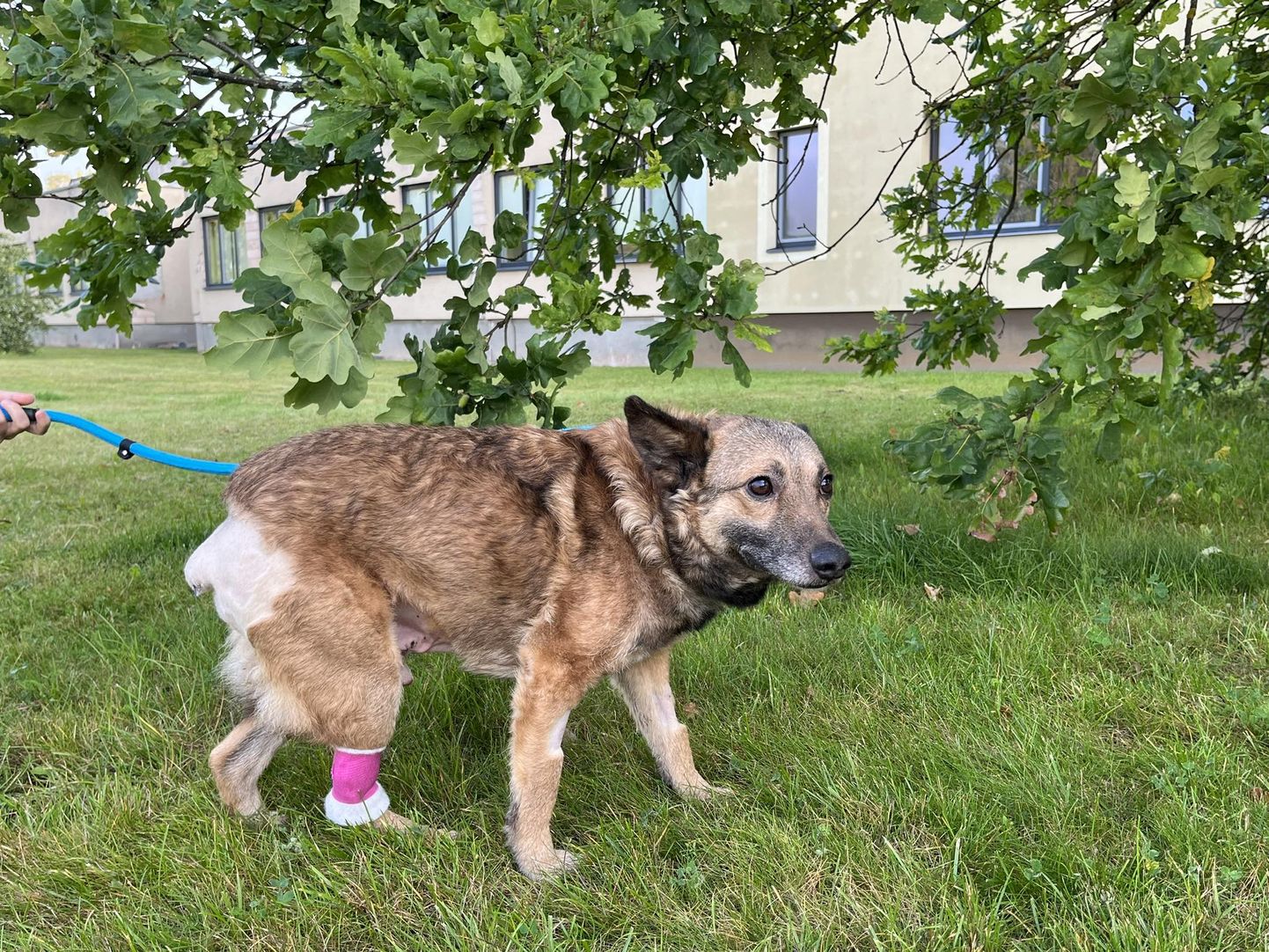 Loomakaitse Liit päästis hiljuti Valgamaalt koer Kusti, kelle saba tuli amputeerida.