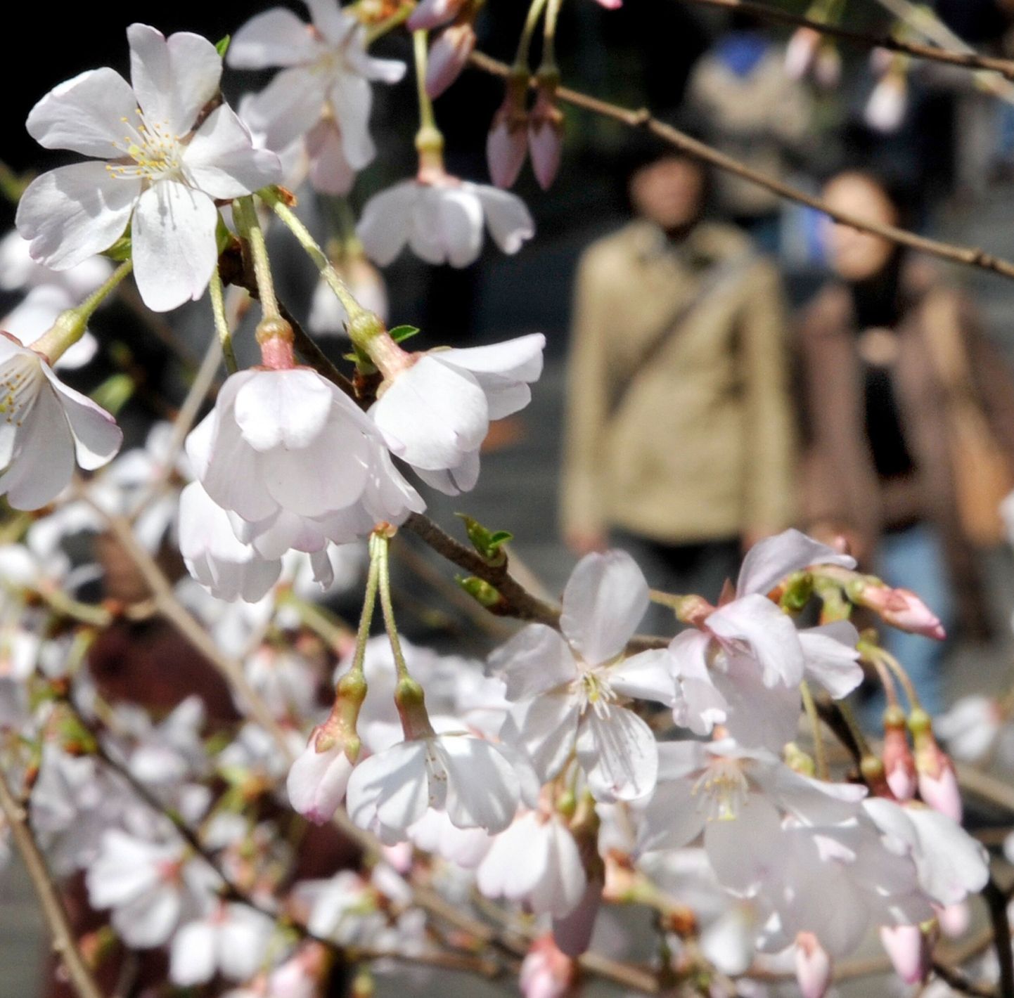 Kirsiõied Tokyos Ueno pargis