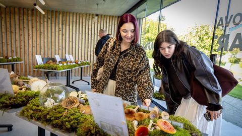 GALERII ⟩ Loodusmaja näitus kutsub imetlema korallnarmikut ja Raveneli peniseent