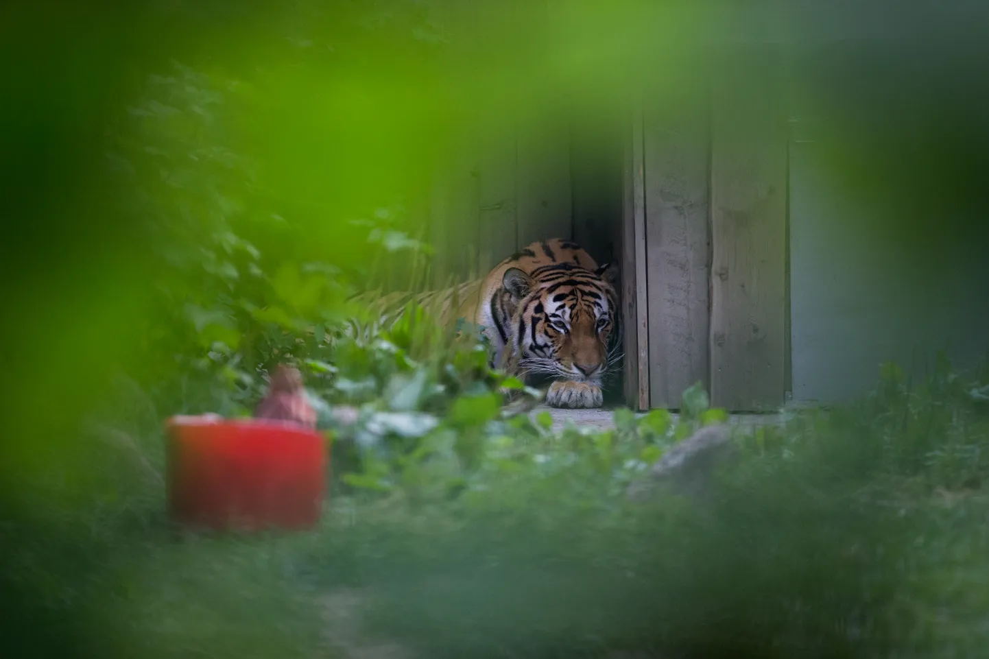 29.07.2015. Tallinn. Loomaaias tähistati ülemaailmset tiigrite päeva. Pildil amuuri tiiger Pootsman. FOTO: EERO VABAMÄGI/POSTIMEES