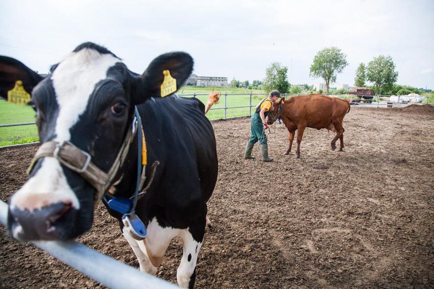 Järvamaa kutsehariduskeskus osales tänavu «Viss 2013» võistlusel kahe loomaga (pildil). Järvamaalt sõitis Eesti kauneima vissi valimisele 17 lehma. Neist kümme pani välja Aravete Agro.