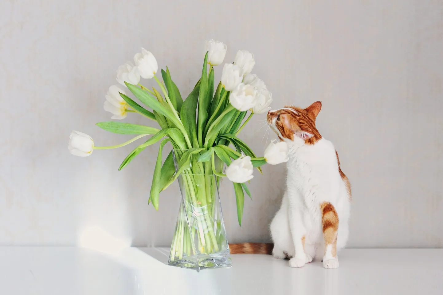 Кошка и цветы