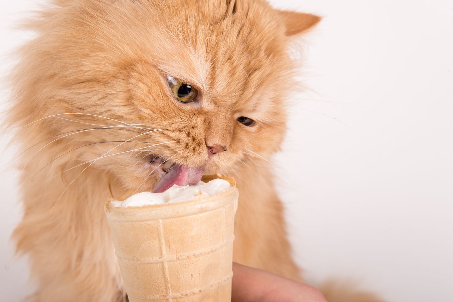 Кот и мороженое. Иллюстративное фото