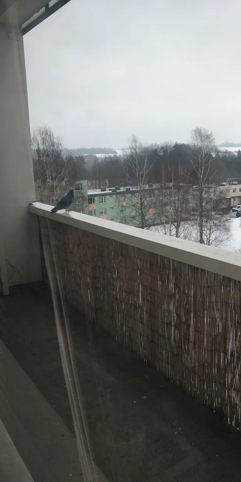 Tuvide juttu võis rõdult kuulda ennegi, kuid pesa sinna varem pole ehitatud.