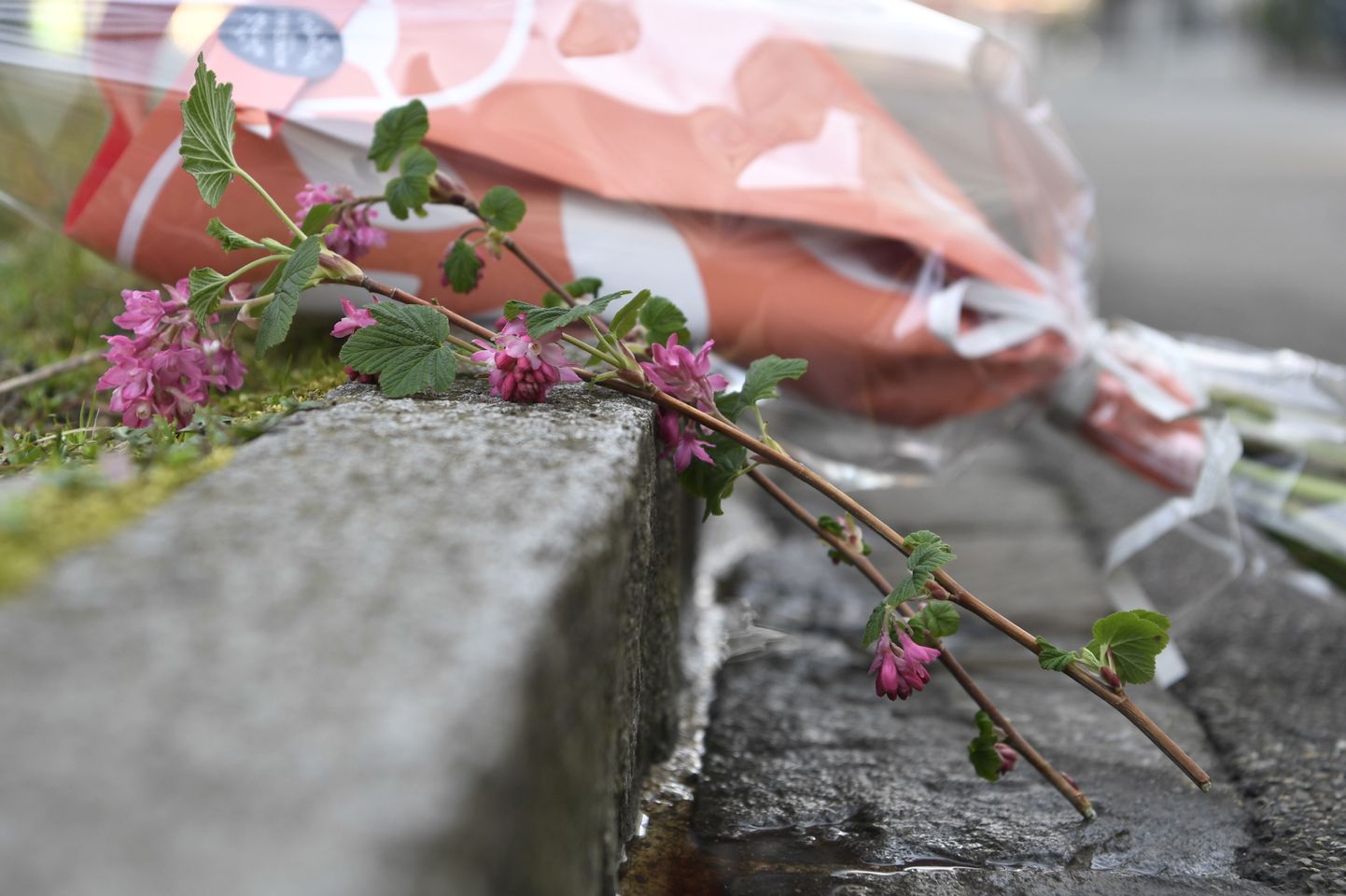 Bāzelē nodurtā septiņgadīgā zēna piemiņai noliktie ziedi.