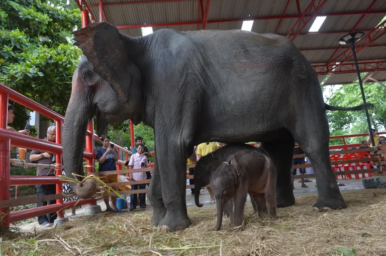 Alates sünnist on Ayutthaya elevandipalee ja kuninglik kraal kaksikuid sotsiaalmeedias näidanud. Pargikülastajatel, sealhulgas lastel, on samuti lubatud kaksikuid vaatama minna, kuid ainult pärast jalatsite ja käte desinfitseerimist. Lastesõime juures on silt, millel on kirjas: «Palun ärge puudutage elevandipoegi».