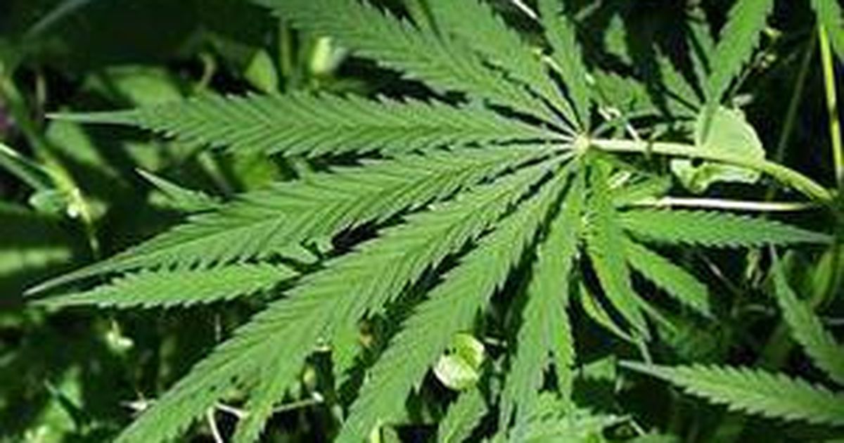 страны легализации марихуаны