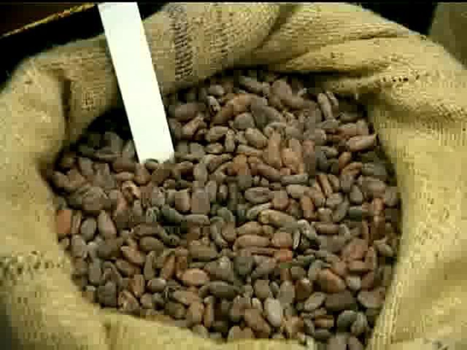 Kakao hind rühib üles