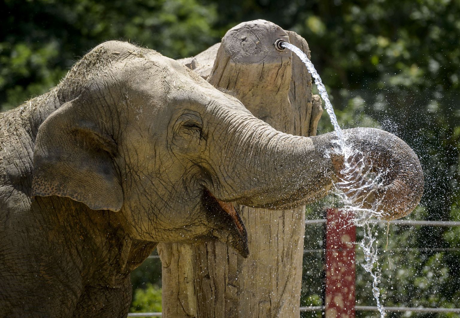 Madridi loomaaia elevant jahutab end veega.