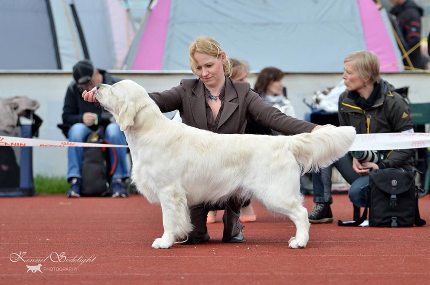 Türil kuldseid retriivereid kasvatav Mairi Siimon esitles Tallinnas retriiverite erinäitusel üht oma koera Golden Tunes Rocket Mani, kes osutus näituse parimaks.