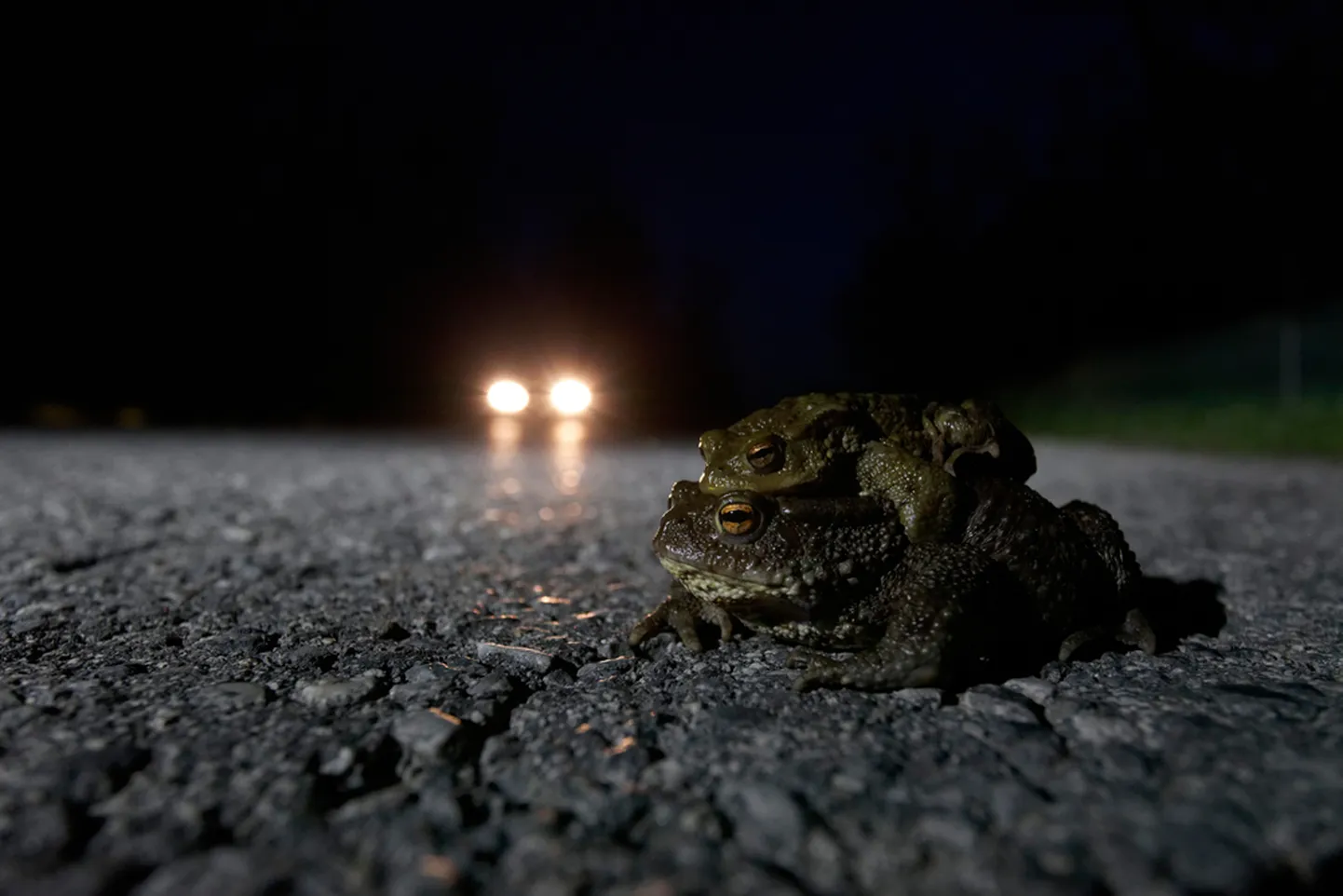 Raksta foto