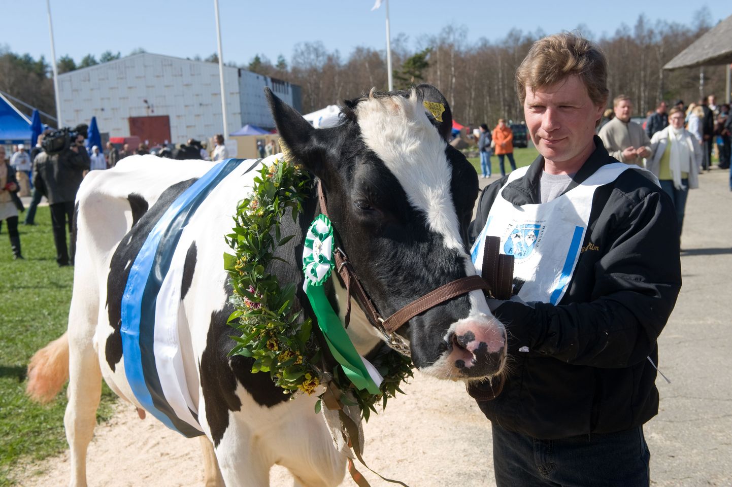 Корова Кайли - самая красивая корова в Эстонии.