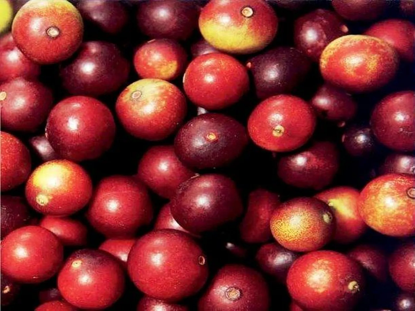 Camu-camu tarbimine vähendab maksarasva taset.