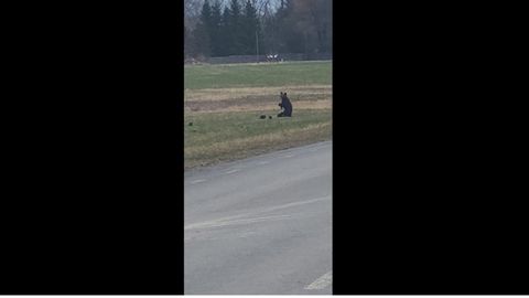 VIDEO ⟩ Võimas vaatepilt:  Tartumaal jalutas karuema koos poegadega maantee lähedal