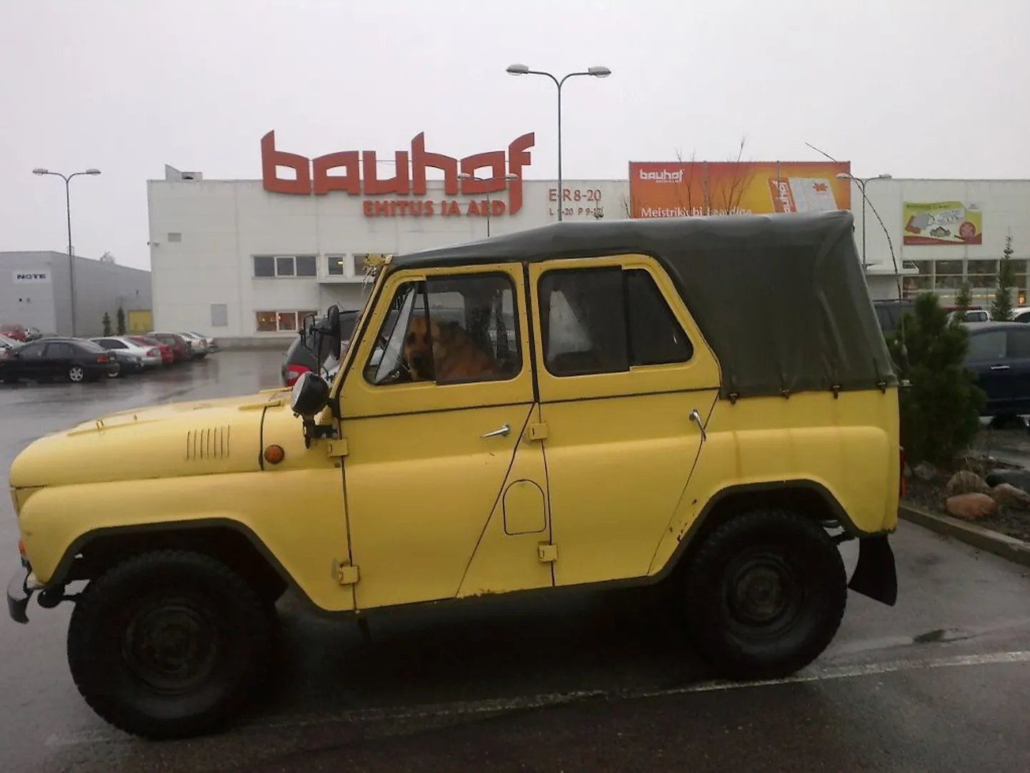 Autoroolis istuv koer.
