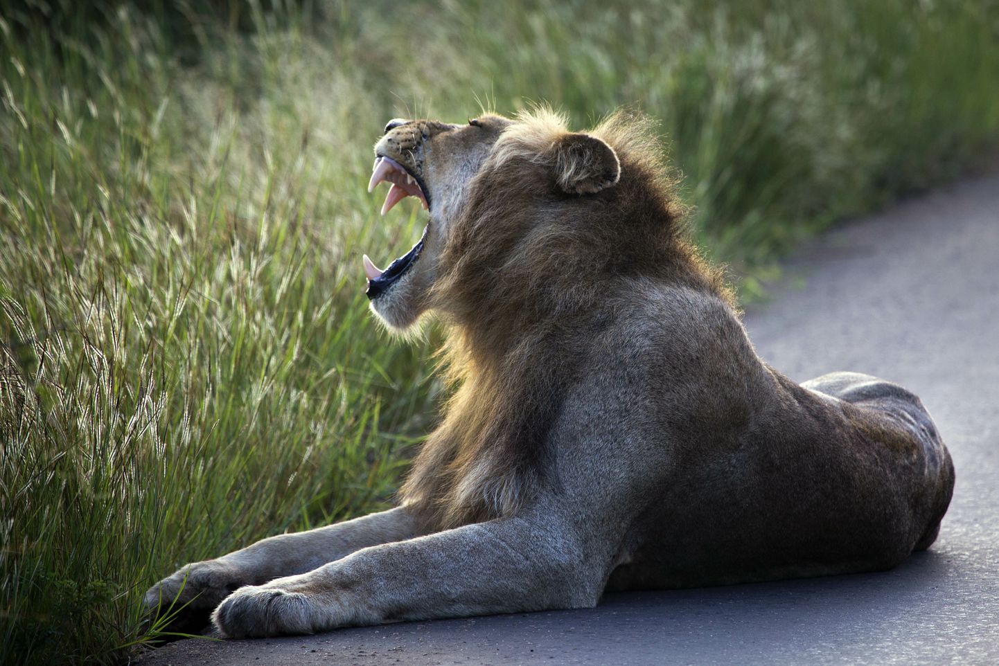 Lõvi Lõuna-Aafrika Vabariigi Krügeri rahvuspargis