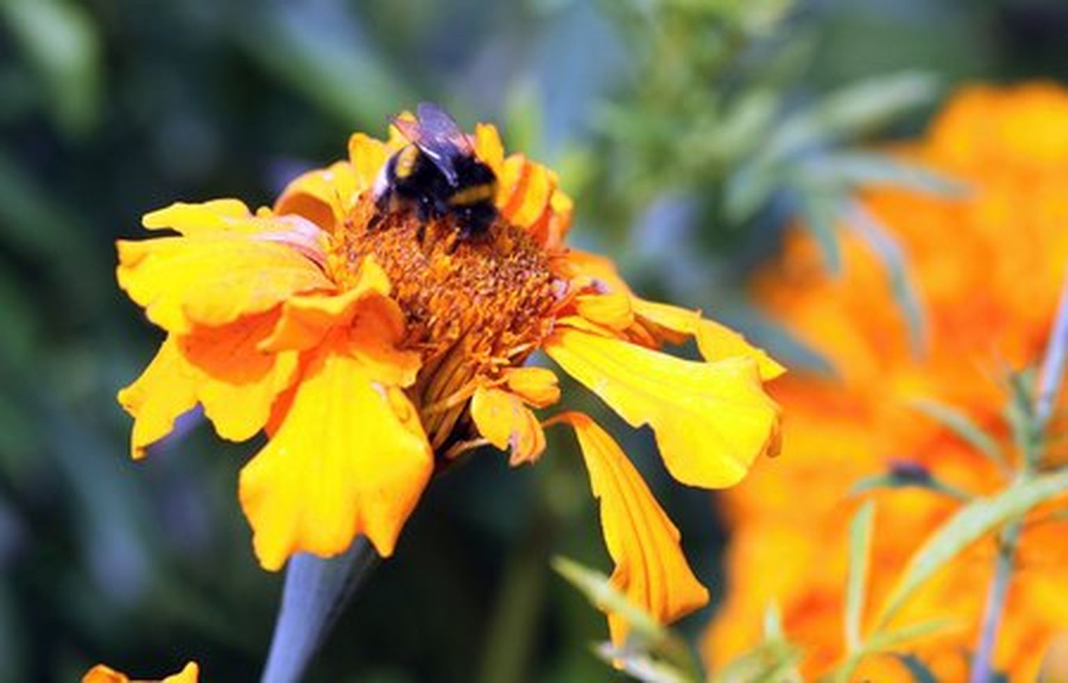 Puhta keskkonna tagamine oma koduaias on mesilaselaadsetele eluliselt oluline.
