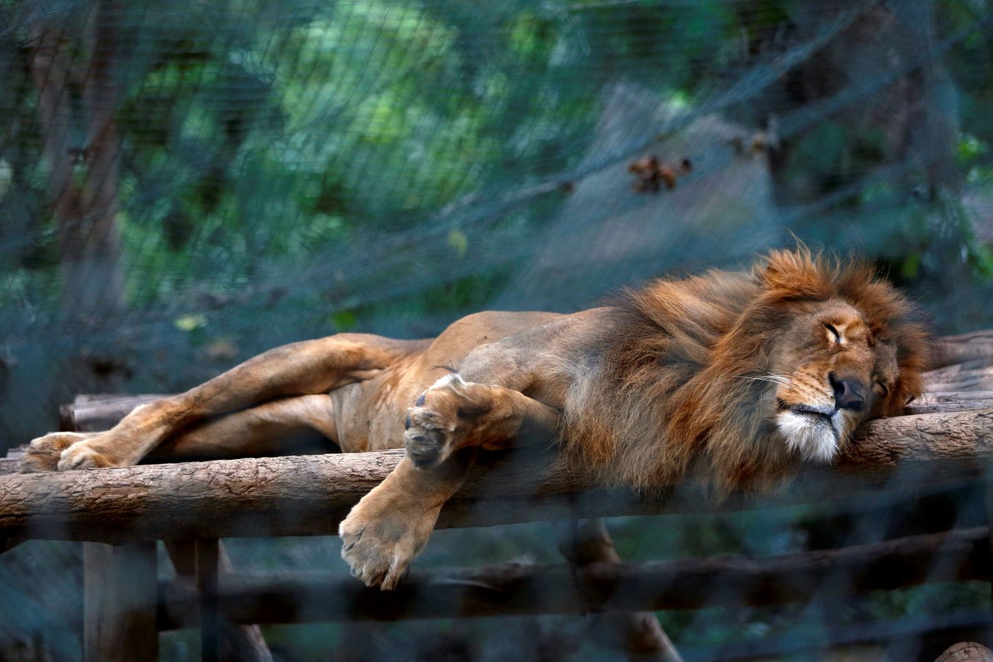 Lõvi Caracase loomaaias.
